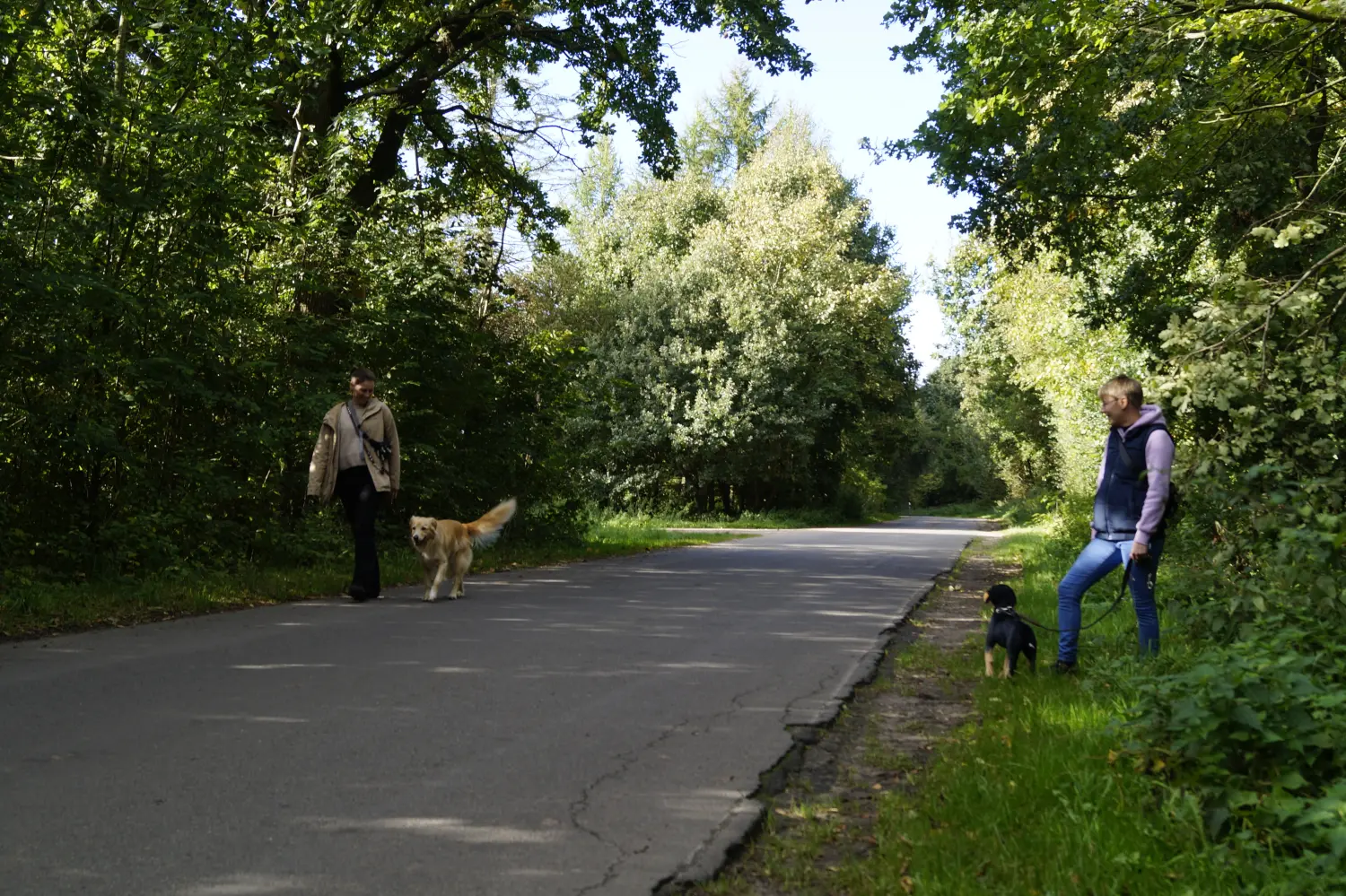 Hunde von Betzy and Dogs