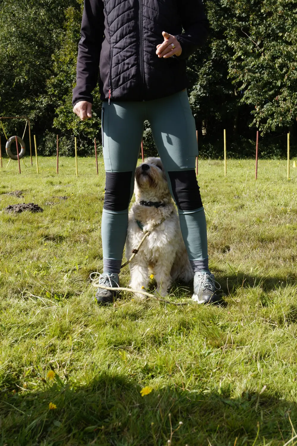 Hunde von Betzy and Dogs