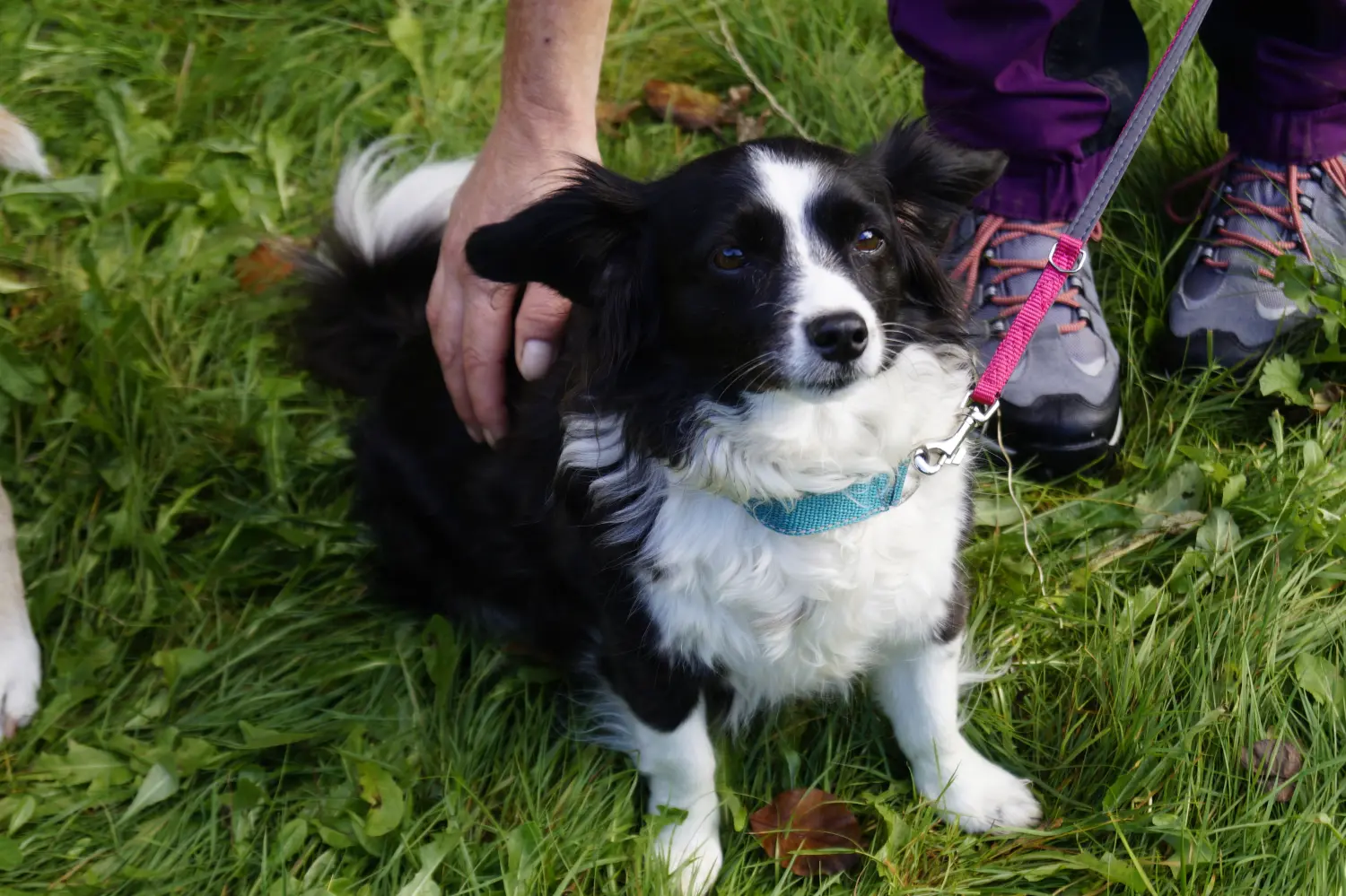 Hund von Betzy and Dogs
