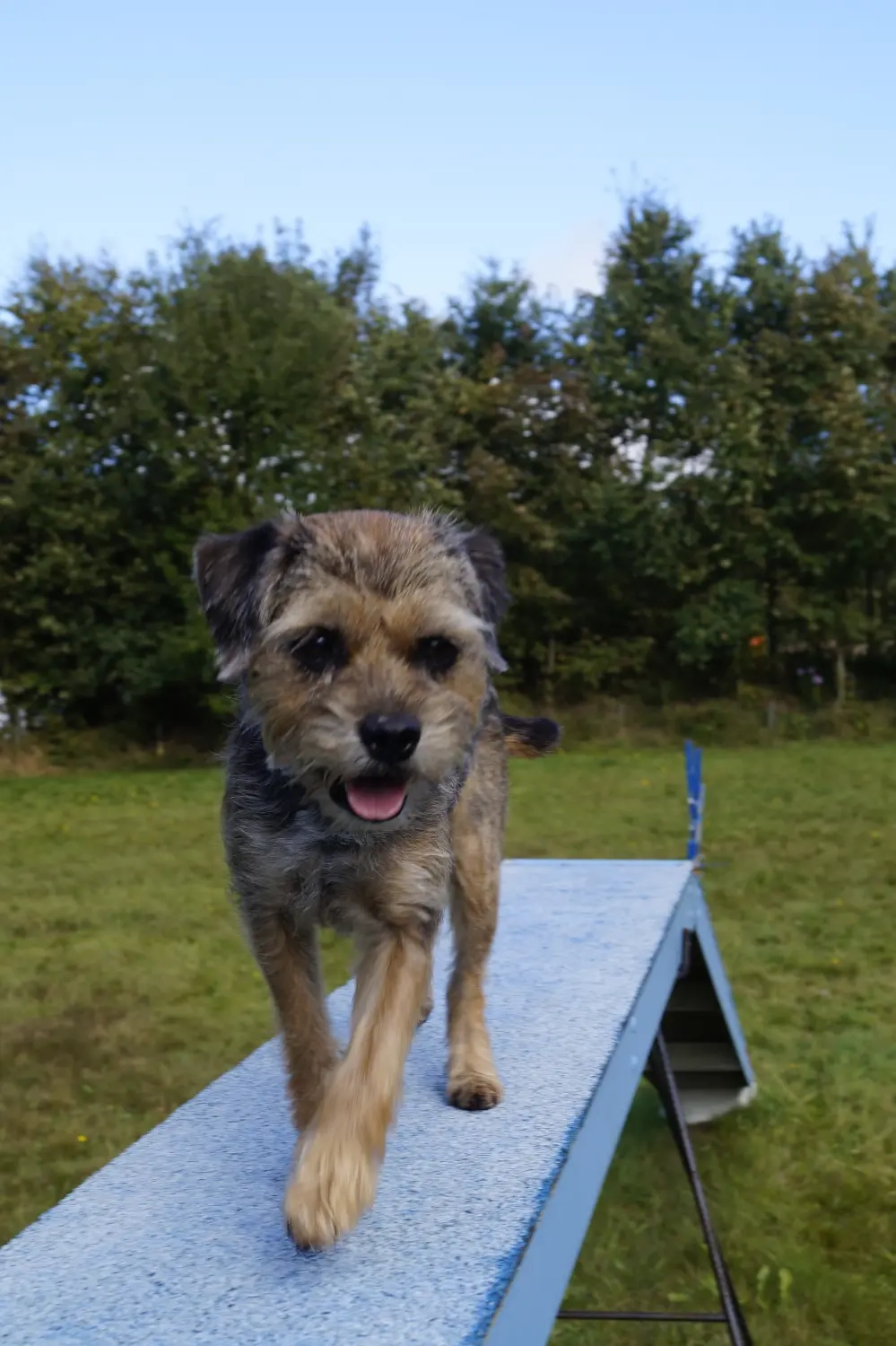 Hund von Betzy and Dogs