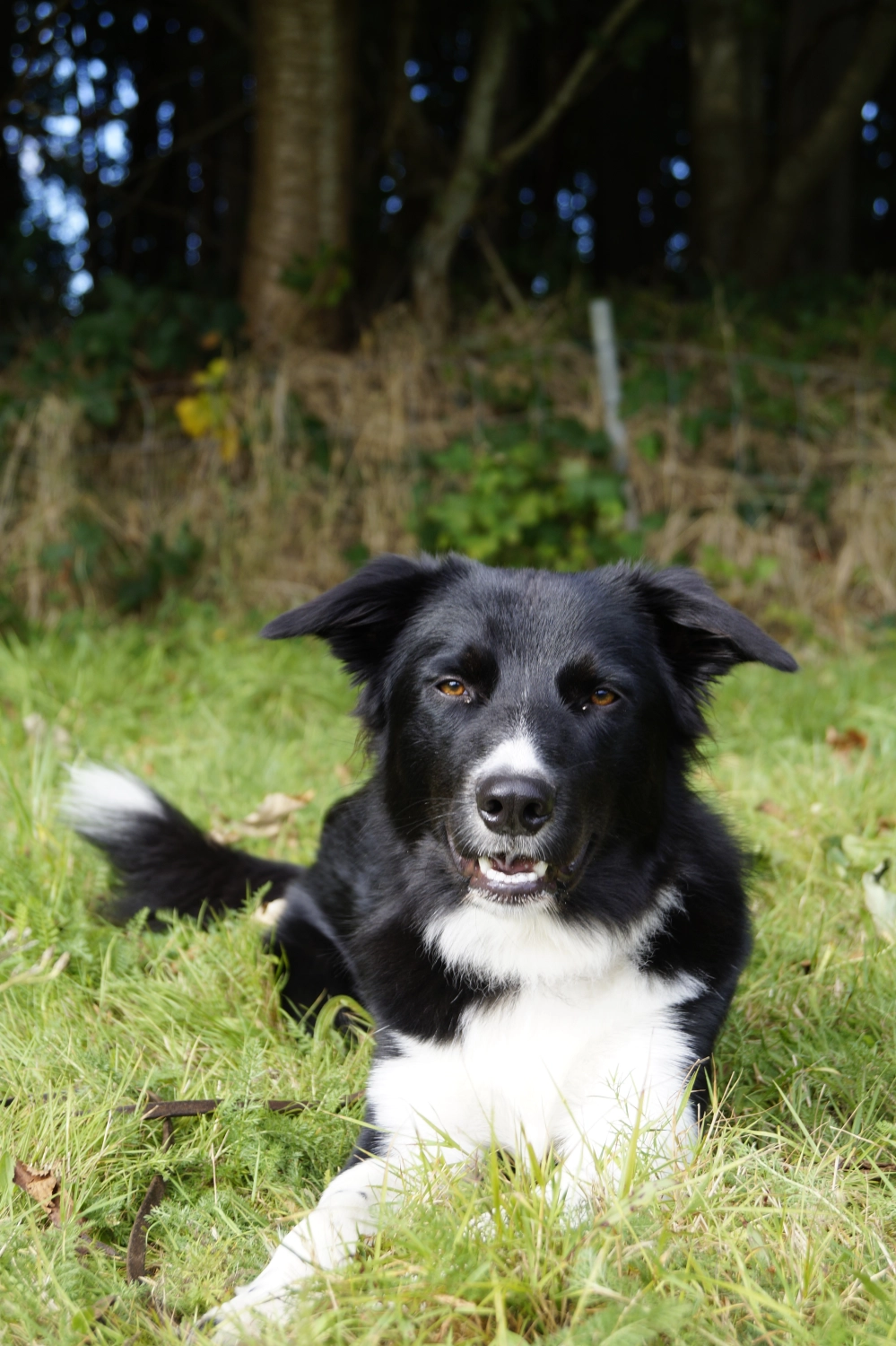 Trainer von Betzy and Dogs