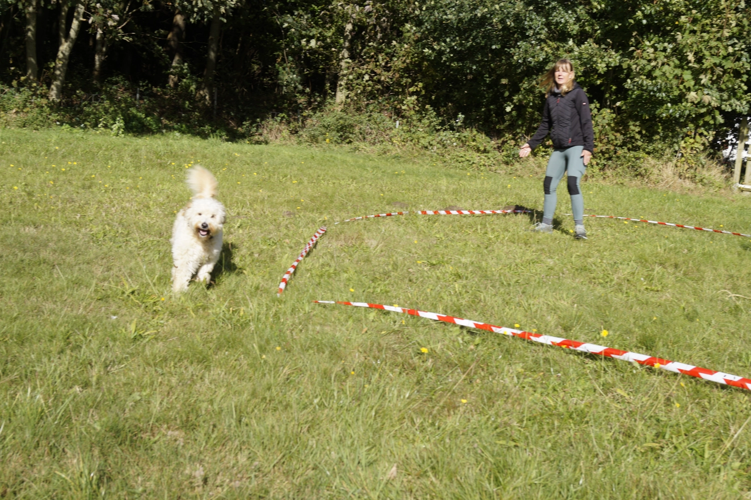 Hunde von Betzy and Dogs