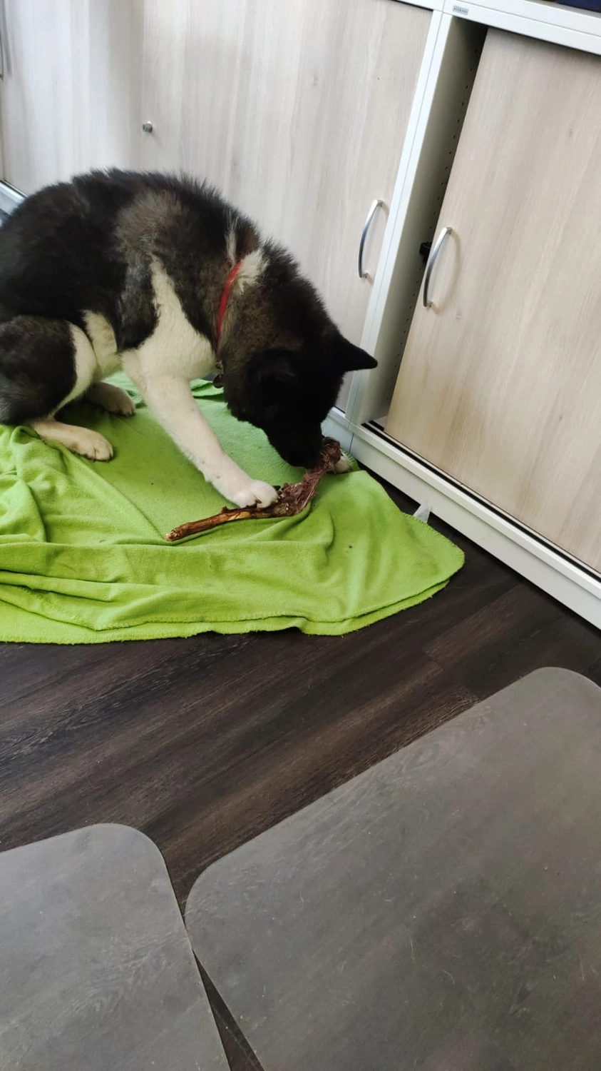 Hunde von Betzy and Dogs