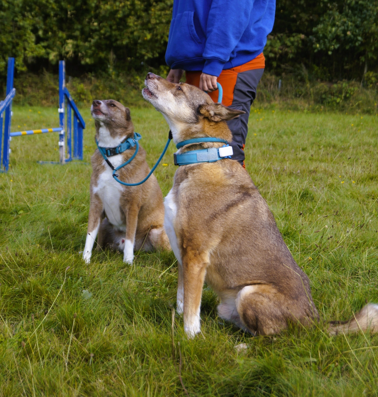 Hunde von Betzy and Dogs